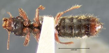 Media type: image;   Entomology 6532 Aspect: habitus ventral view